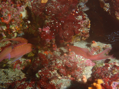 Anthias anthias