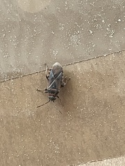Arocatus melanocephalus