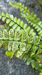 Asplenium azoricum