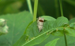 Notocelia uddmanniana