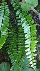 Asplenium azoricum