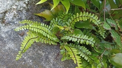 Asplenium azoricum