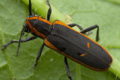Saperda lateralis