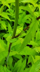 Filipendula ulmaria