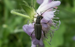 Anastrangalia dubia