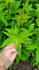 Filipendula ulmaria