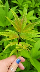 Filipendula ulmaria