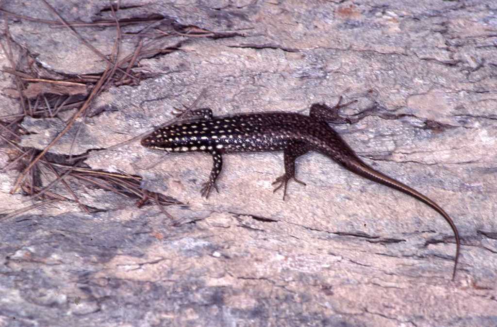 Toliara Skink