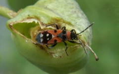 Horvathiolus superbus