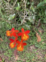 Epidendrum
