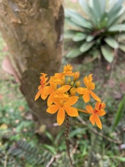 Epidendrum