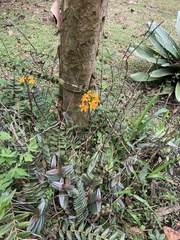 Epidendrum