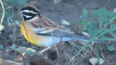 Emberiza flaviventris flaviventris