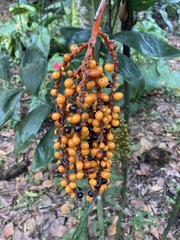 Chamaedorea pinnatifrons