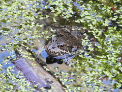 Pelophylax perezi