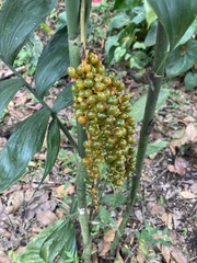 Chamaedorea pinnatifrons