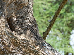 Trachylepis planifrons