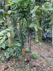 Chamaedorea pinnatifrons