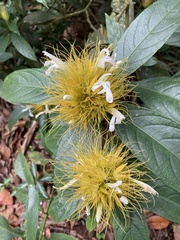 Justicieae