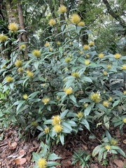 Justicieae