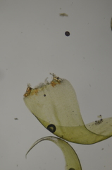 Scorpidium scorpioides