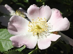 Rosa canina