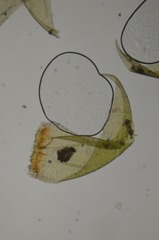 Scorpidium scorpioides