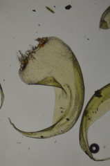 Scorpidium scorpioides