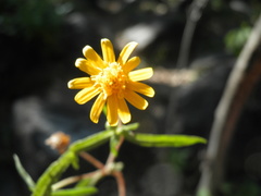 Melampodium cupulatum