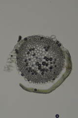 Scorpidium scorpioides