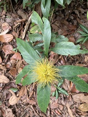Justicieae