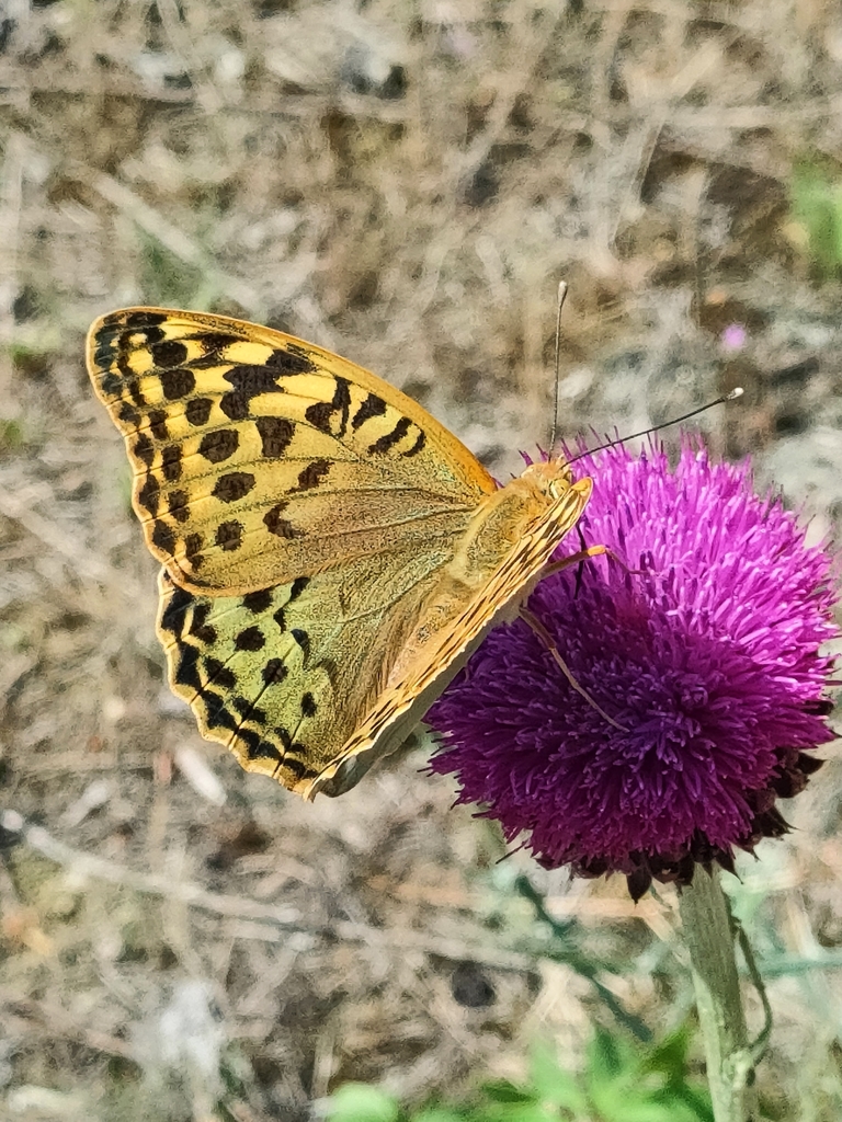 Damora pandora