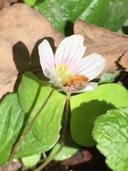 Oxalis acetosella