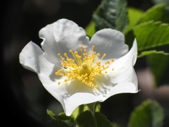 Rosa canina