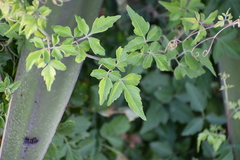 Serjania brachycarpa