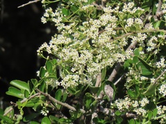 Gymnosporia maranguensis