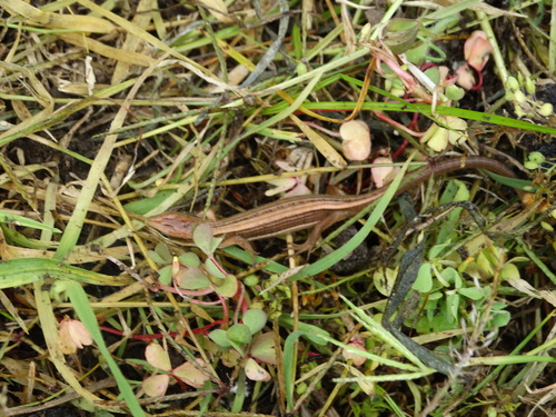 Barisia imbricata