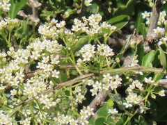 Gymnosporia maranguensis