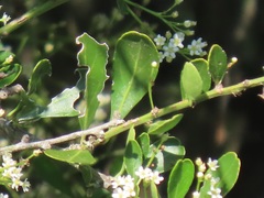 Gymnosporia maranguensis
