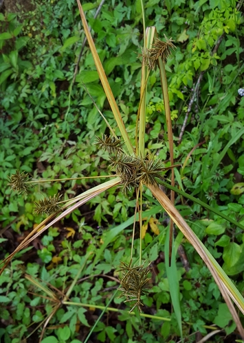 Mariscus luteus image