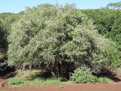 Gymnosporia maranguensis