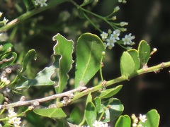 Gymnosporia maranguensis