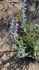 Penstemon acuminatus