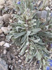 Penstemon dolius