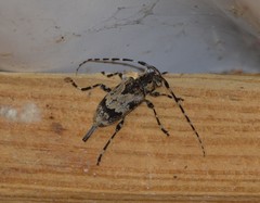 Graphisurus triangulifer