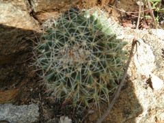 Mammillaria petrophila