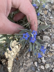 Penstemon dolius