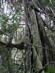 Ficus trigona