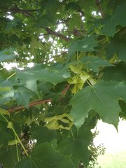Acer platanoides