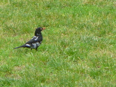 Turdus merula